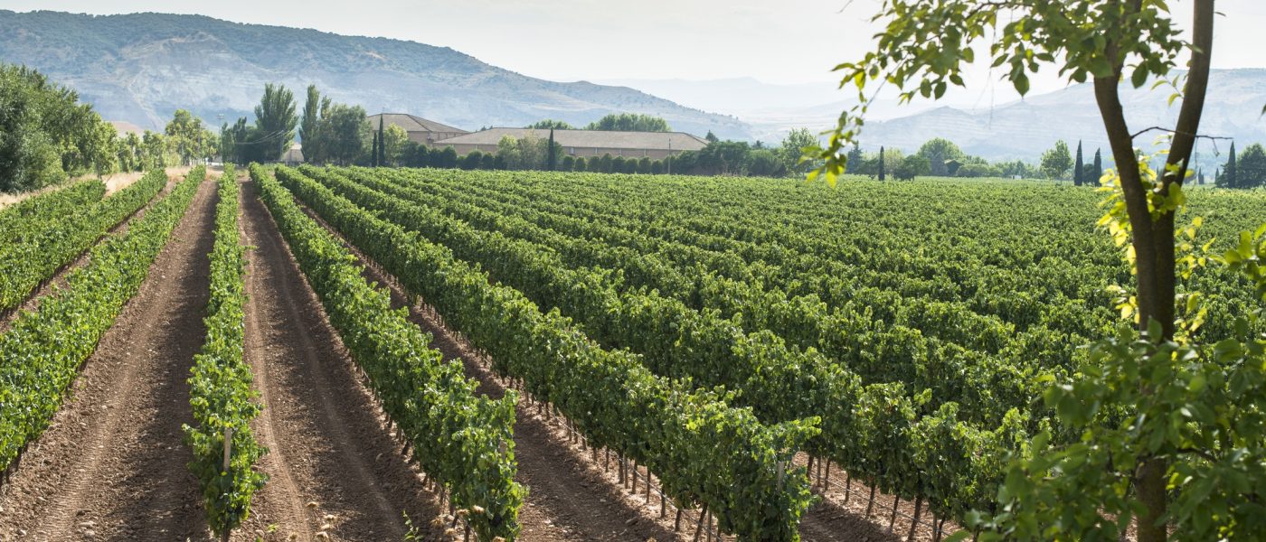 vineyards-and-winery.jpg